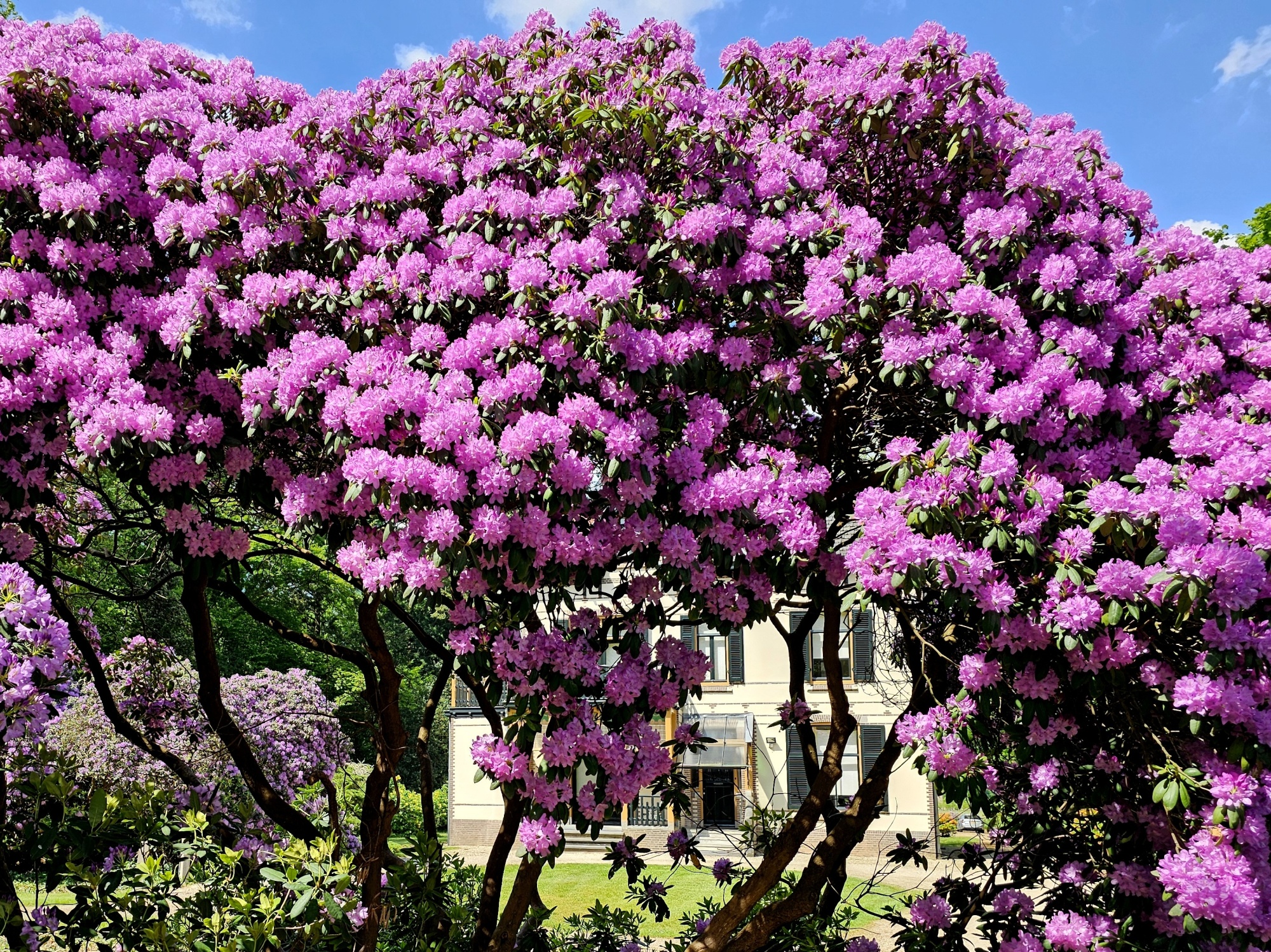 baumschule taxus Heimische Eibe / Taxus baccata online kaufen
