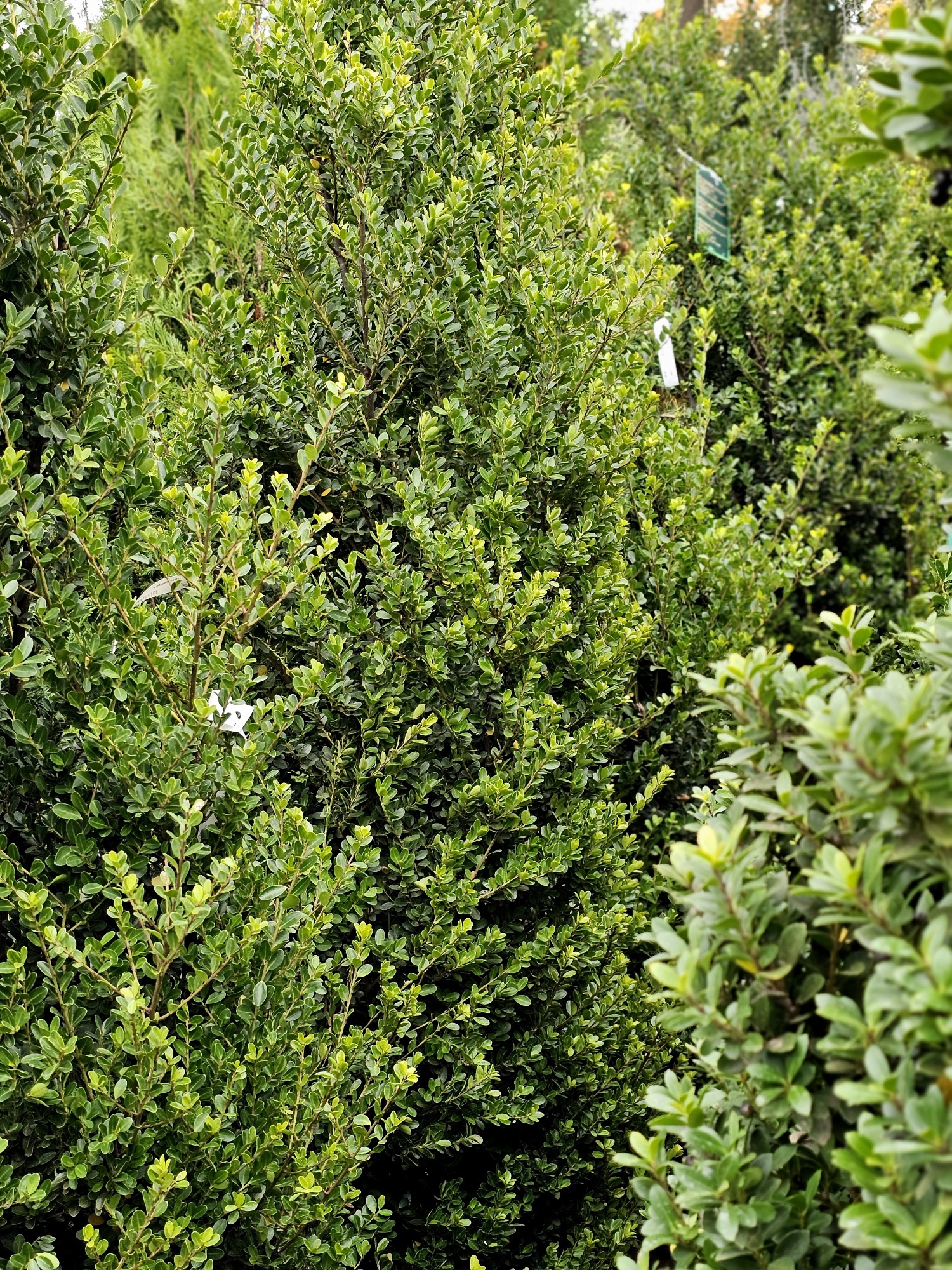 Impala hulst, Ilex maximowicziana 'Kanehirae' kopen