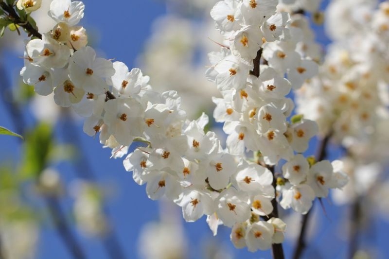 Sneeuwklokjesboom 'Carolina', Halesia carolina kopen