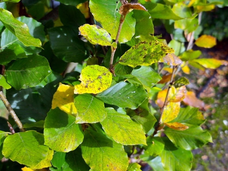 Fagus sylvatica 'Dawyck Gold' als sulenfrmige Solitrbuche
