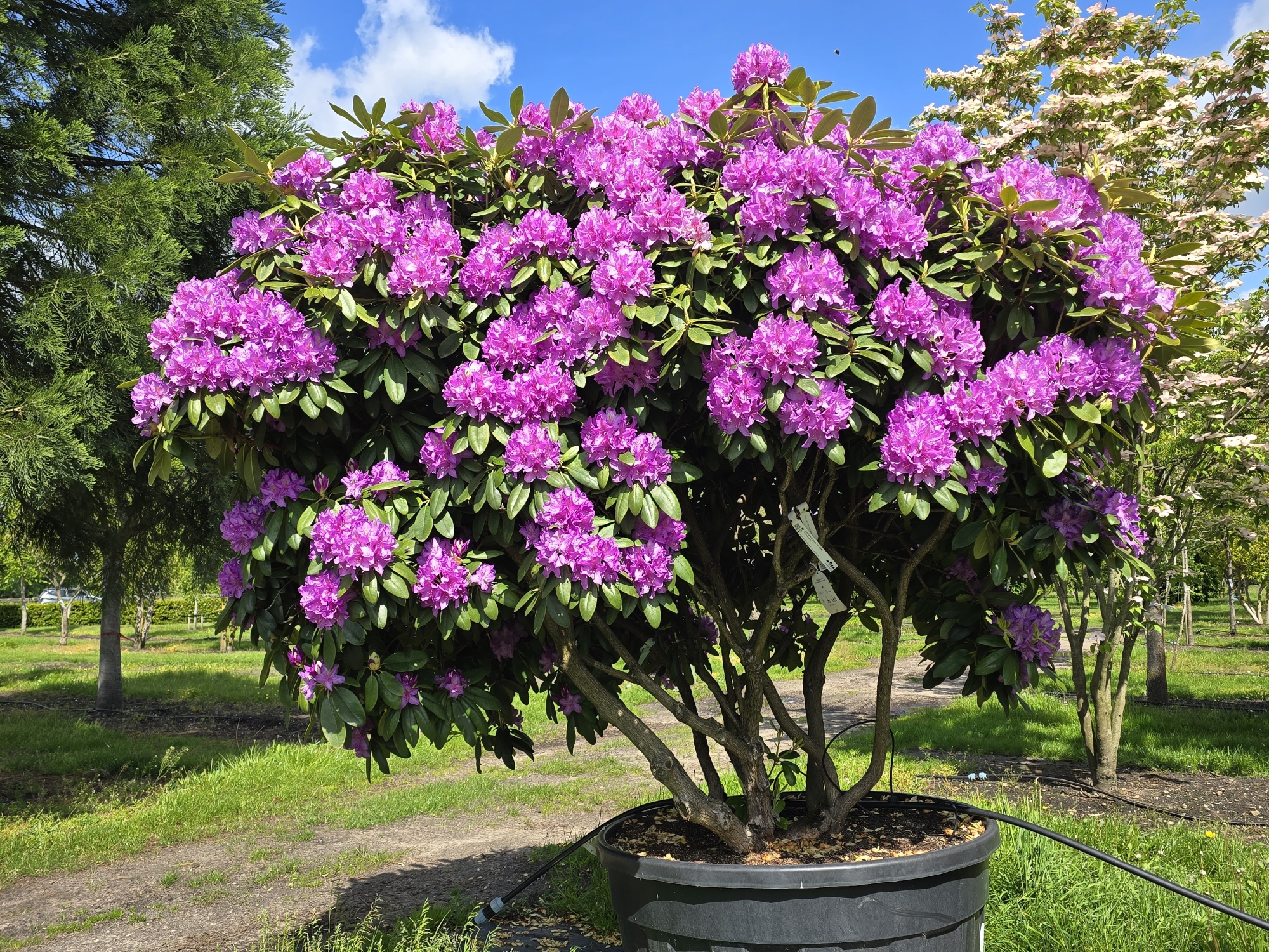 lebensbaum hecke thuja smaragd Thuja Smaragd kaufen