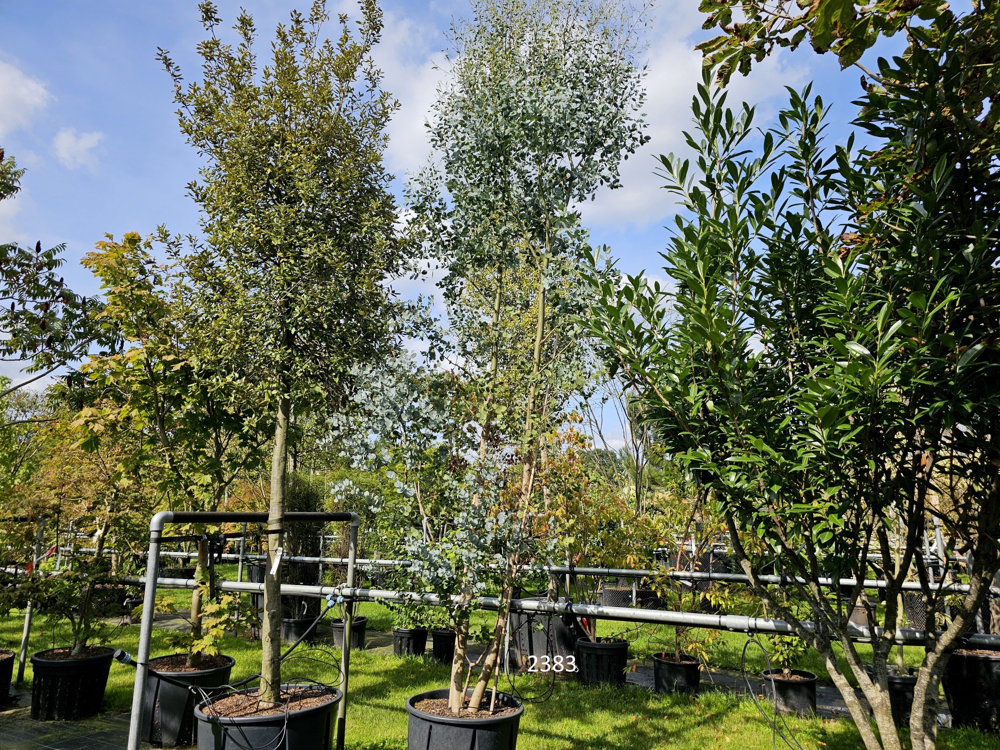 Gomboom, Eucalyptus gunnii kopen