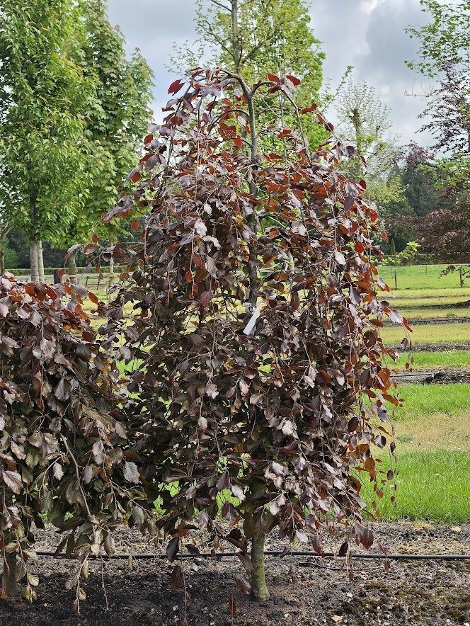 Fagus sylvatica 'Purple Fountain' ist ein attraktiver Trauerbaum