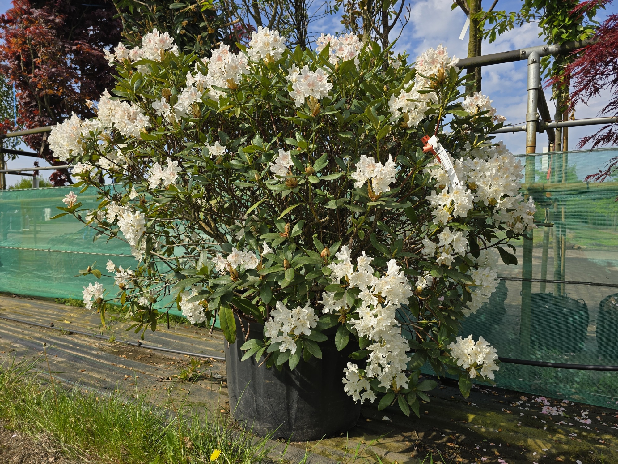 Weier kompakter Rhododendron fr eine Rhododendron-Wolke.