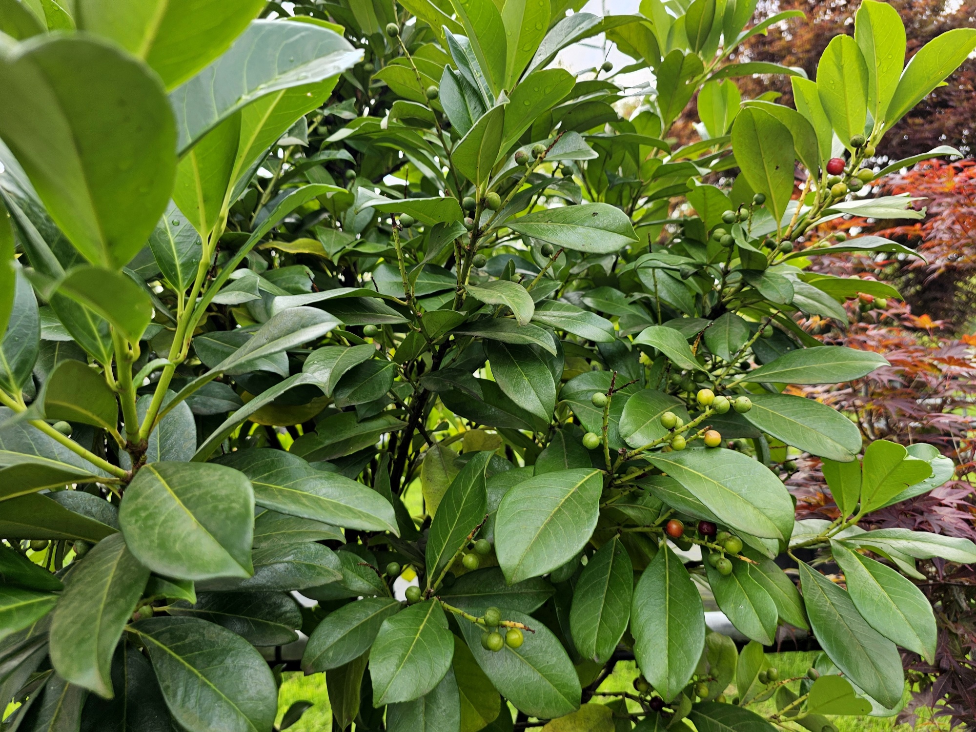 Prunus laurocerasus 'Bonaparte' mehrstmmig