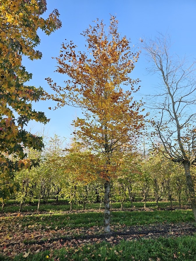 fagus big bags Fagus set of Big Bags 1 bag