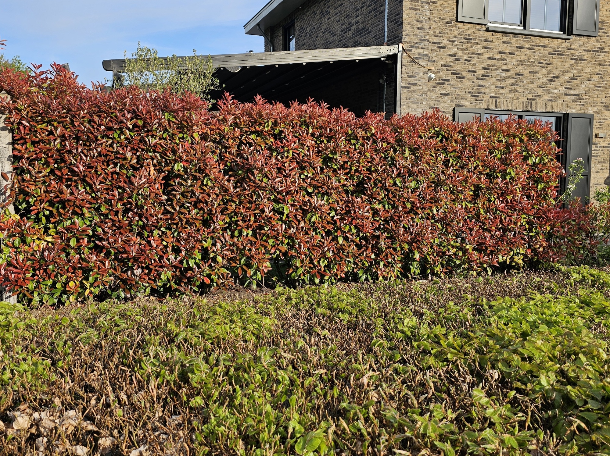 Glansmispel, Photinia fraseri 'Red Robin' kopen