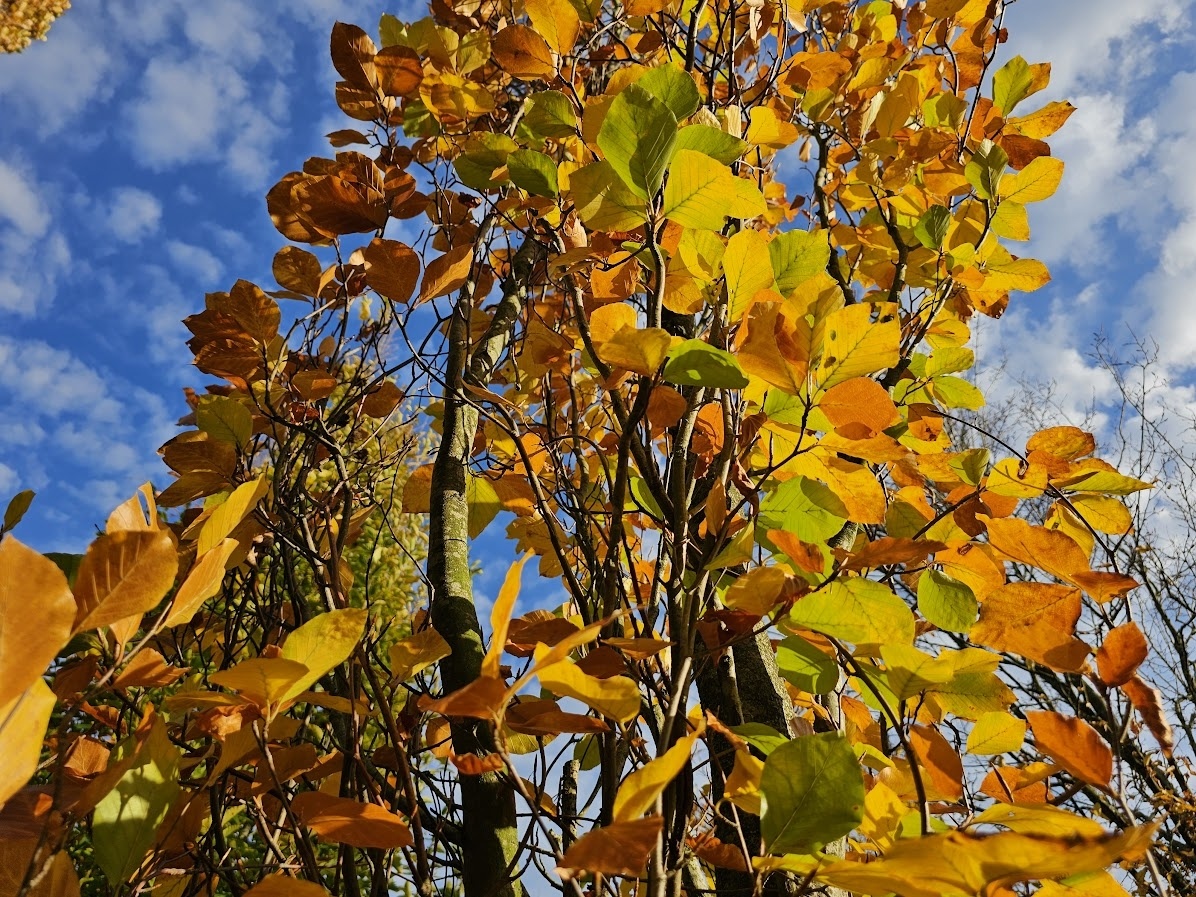 Fagus sylvatica 'Dawyck Gold' als sulenfrmige Solitrbuche