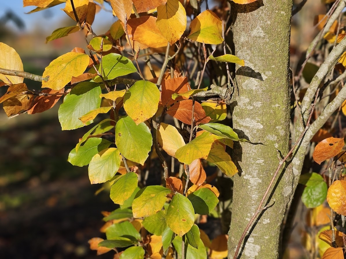 Fagus sylvatica 'Dawyck Gold' als sulenfrmige Solitrbuche