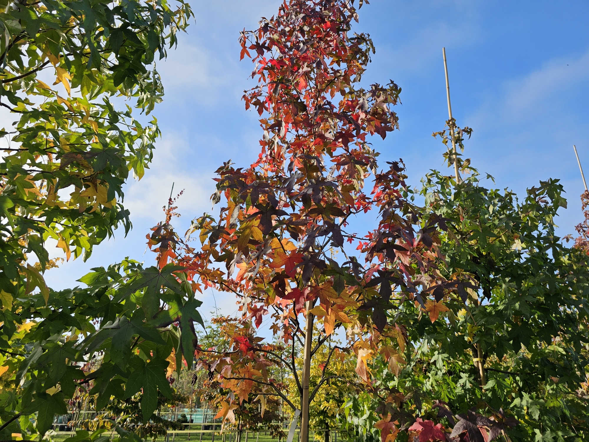 Möchten Sie einen besonderen Amberbaum als Dachform kaufen?