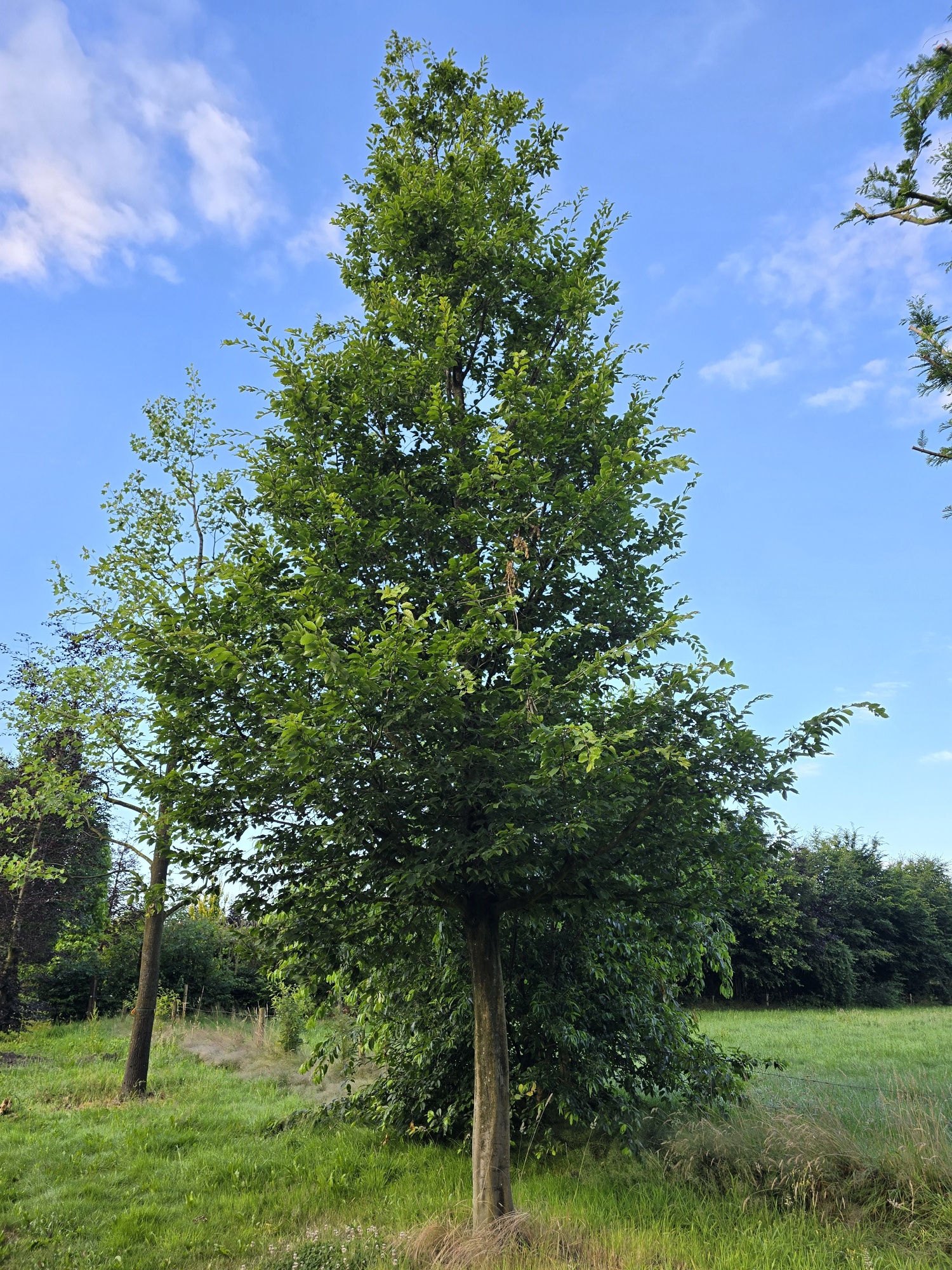 Eine alte Hainbuche kaufen, um sofortige Ergebnisse im Garten zu erzielen?