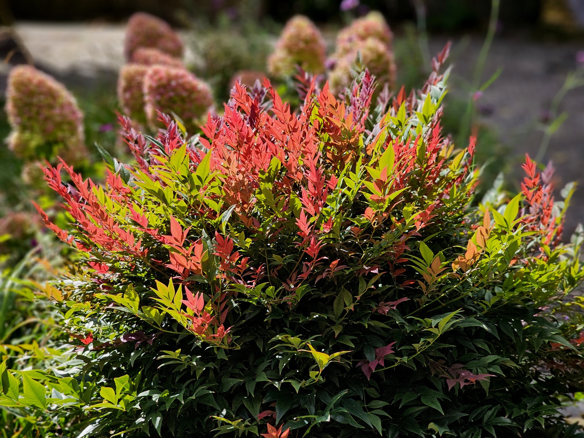 combat plants Coleus Combat  Dibleys