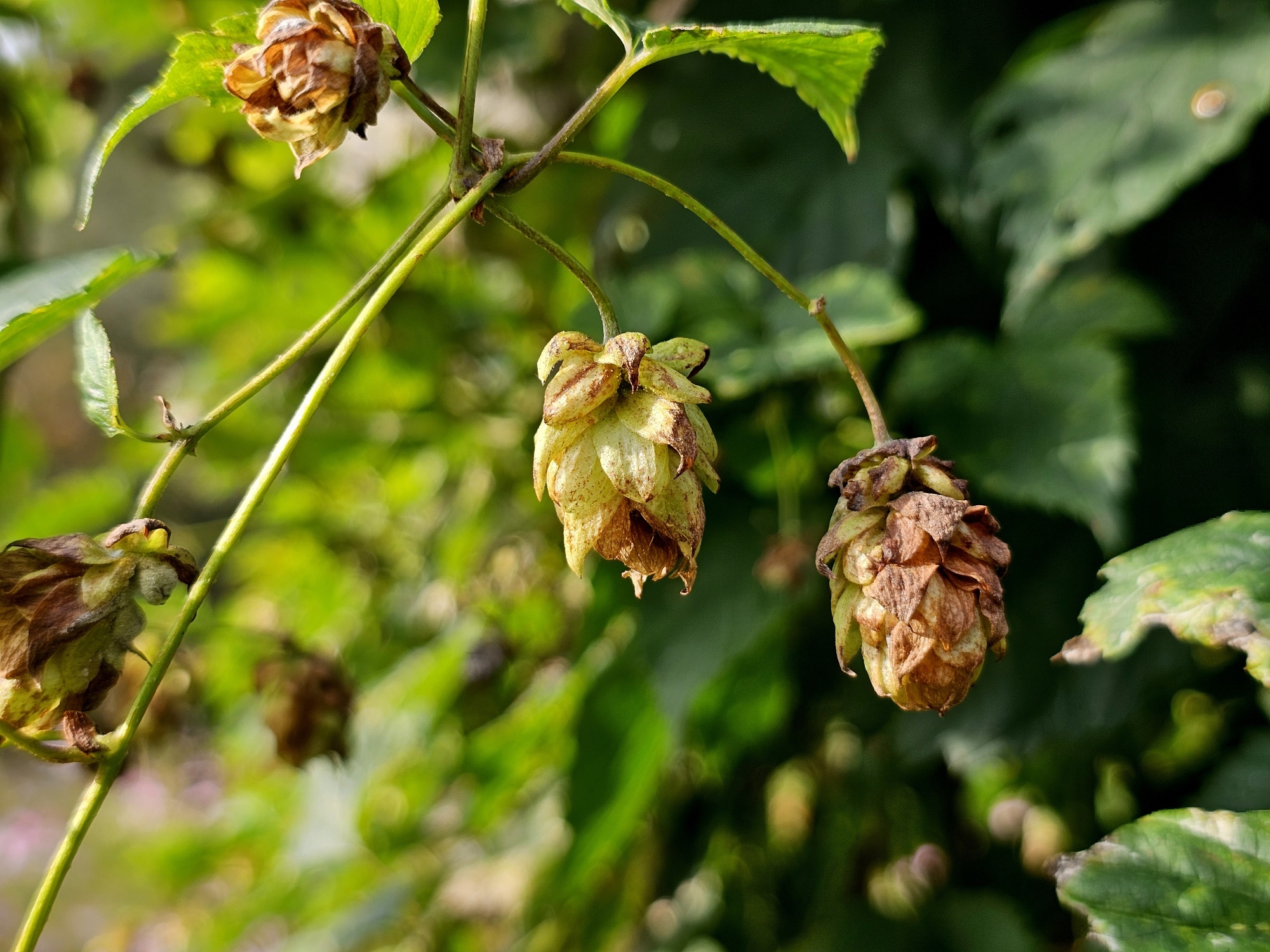 Hop, Humulus lupulus kopen