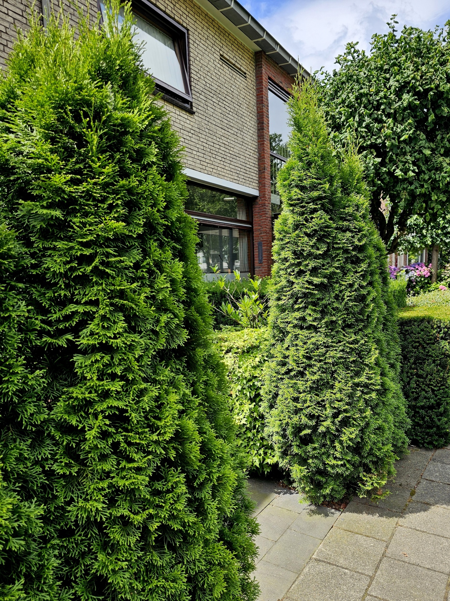 Westerse Levensboom, Thuja occidentalis 'Smaragd' kopen