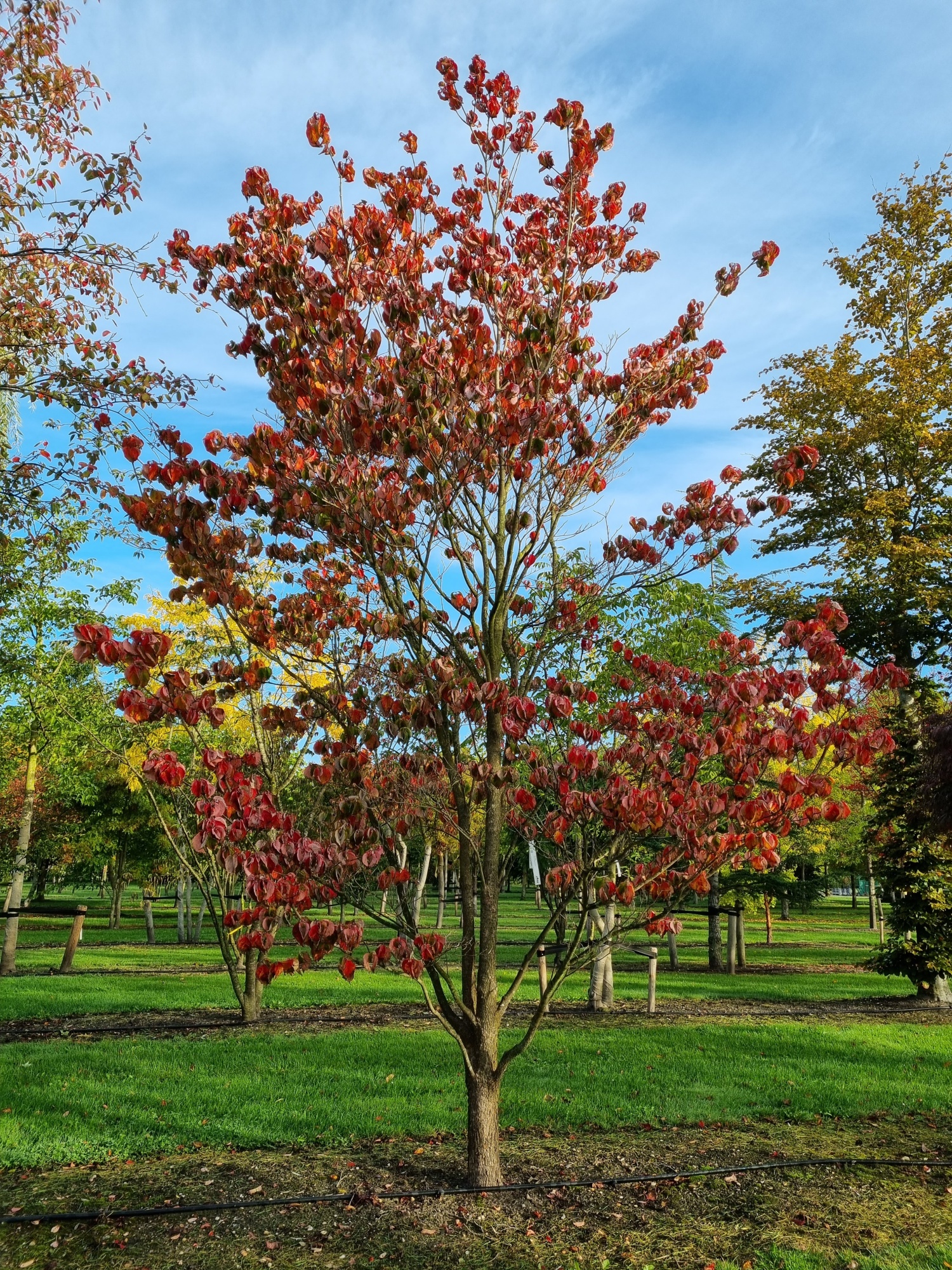 Cornus 2024 florida rainbow