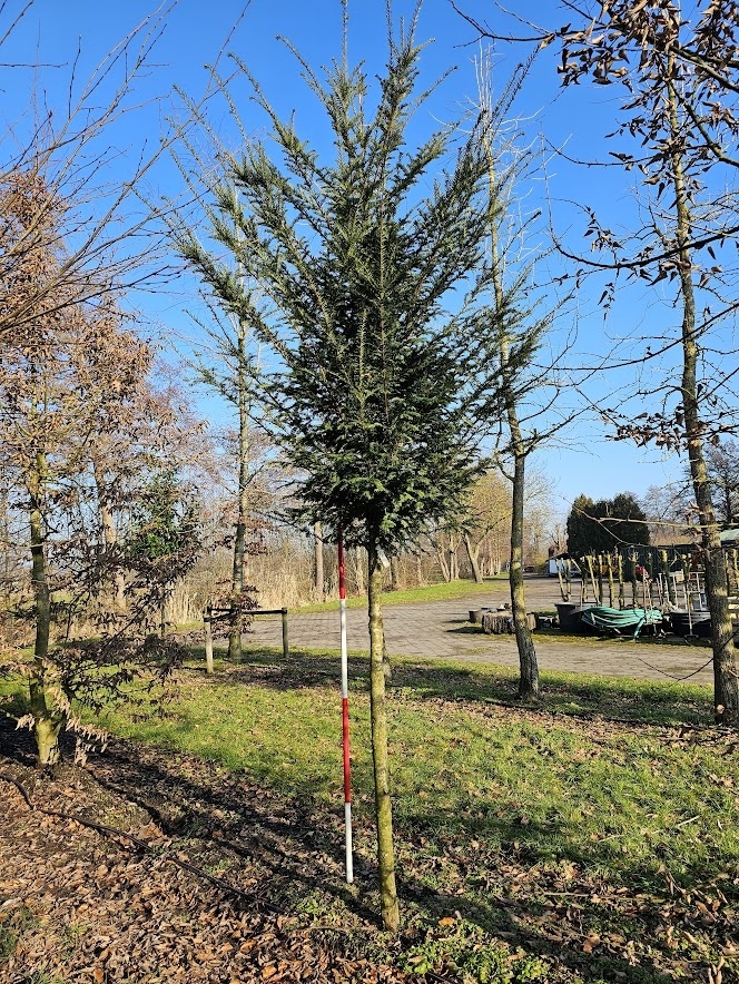 Eine schne solitre Taxus baccata als Baum