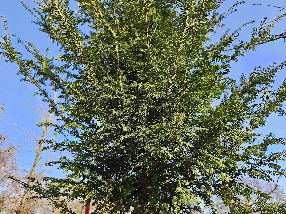 Eine schne solitre Taxus baccata als Baum