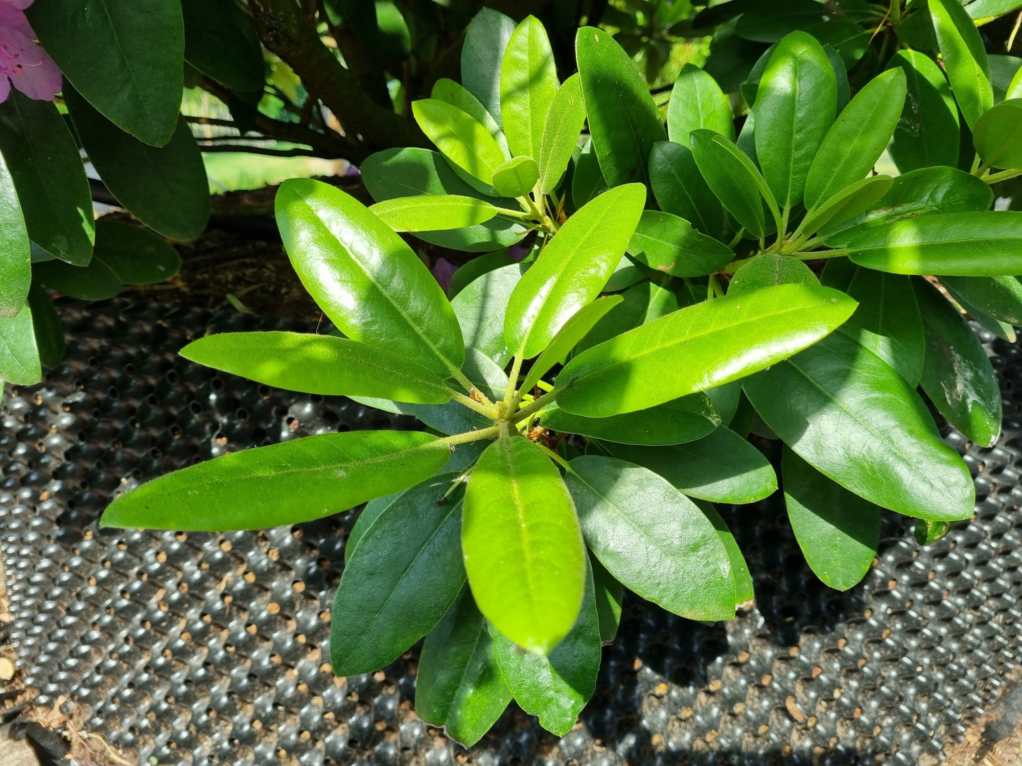Kaufen Sie einen groen Rhododendron 'Catawbiense Grandiflorum'?