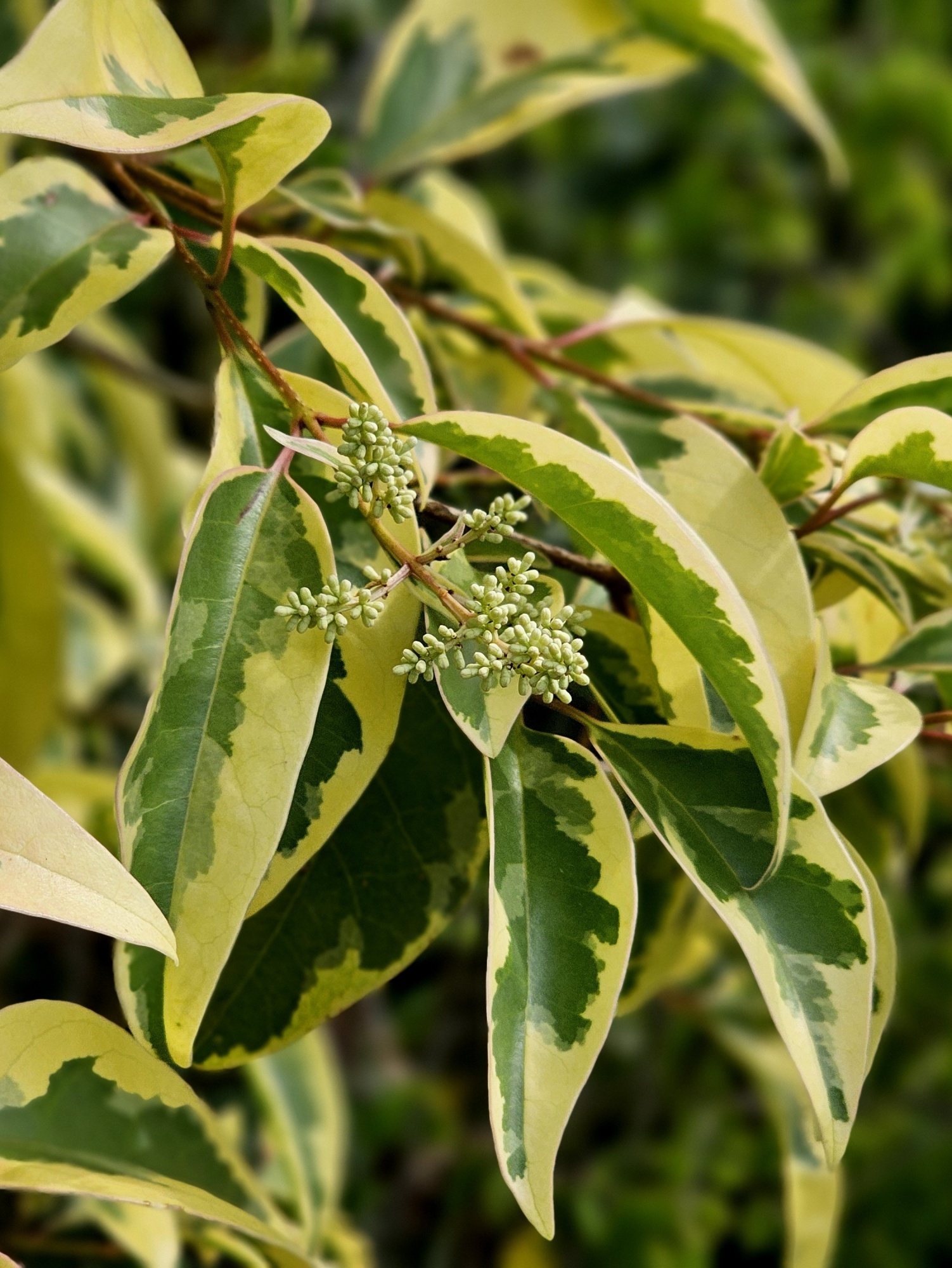 Chinese bonte liguster Ligustrum lucidum 'Excelsum Superbum'