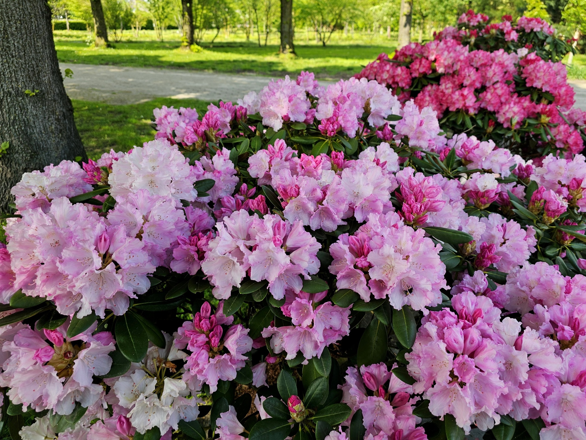 Rododendron 'Silberwolke', Rhododendron yakushimanum 'Silberwolke' kopen