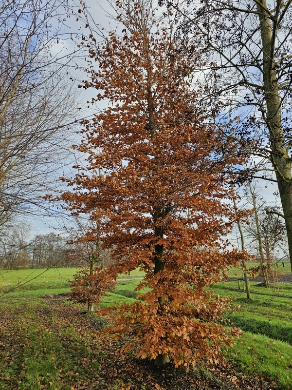 Fagus sylvatica als ausgewachsenen Baum kaufen?