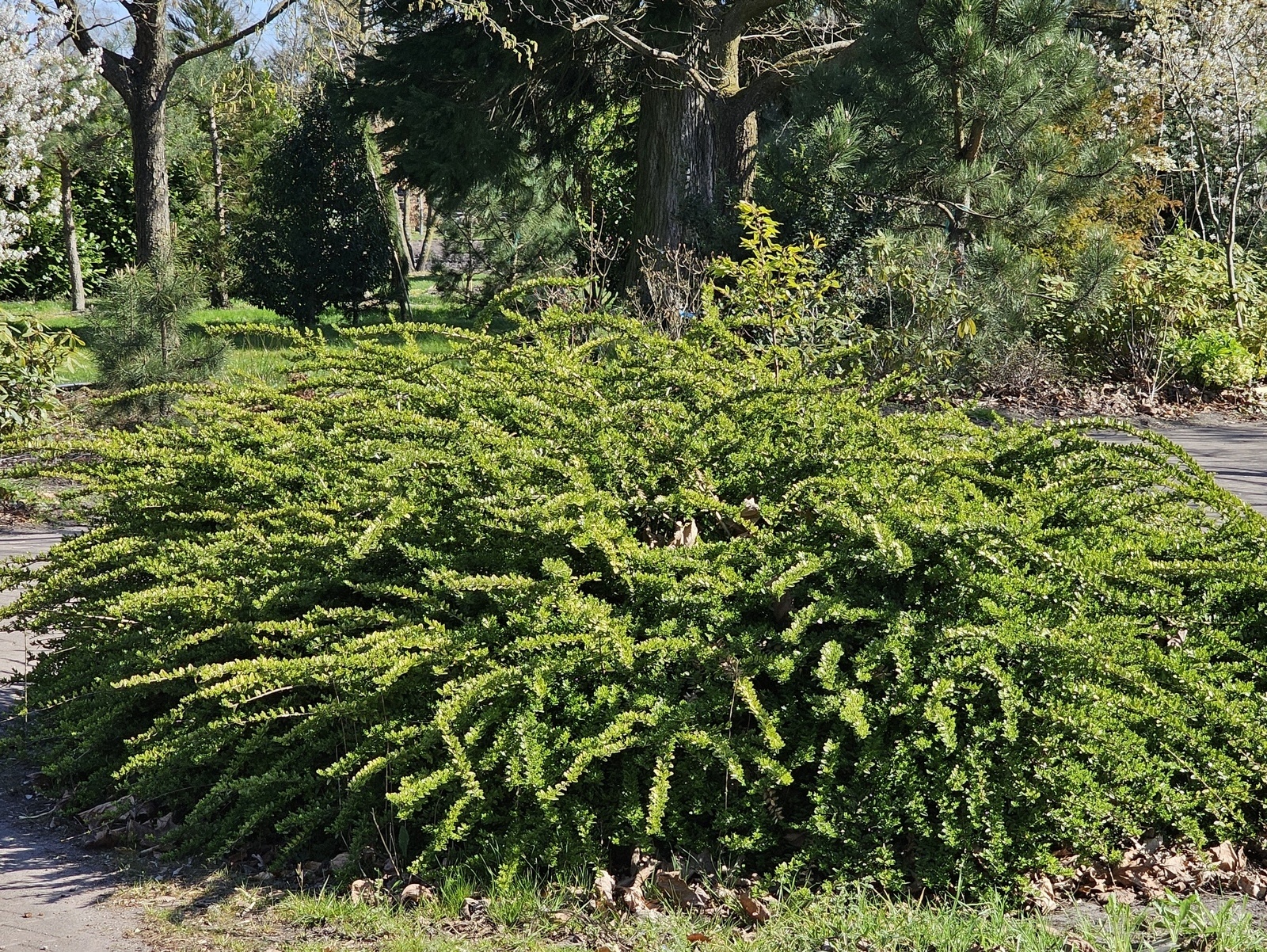 Kamperfoelie 'Elegant', Lonicera nitida 'Elegant' kopen