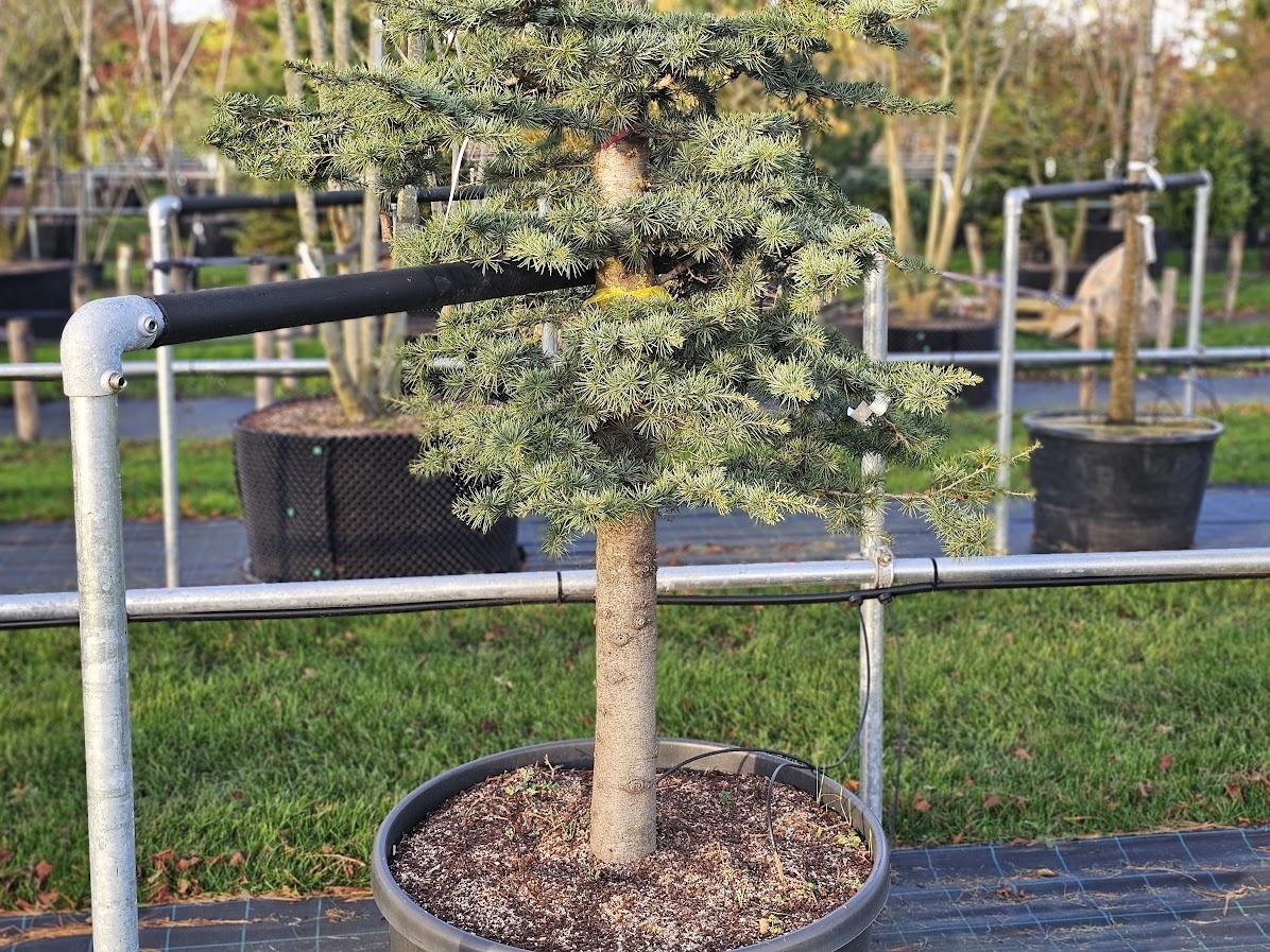Mchten Sie die Libanon-Zeder als groen Baum kaufen?