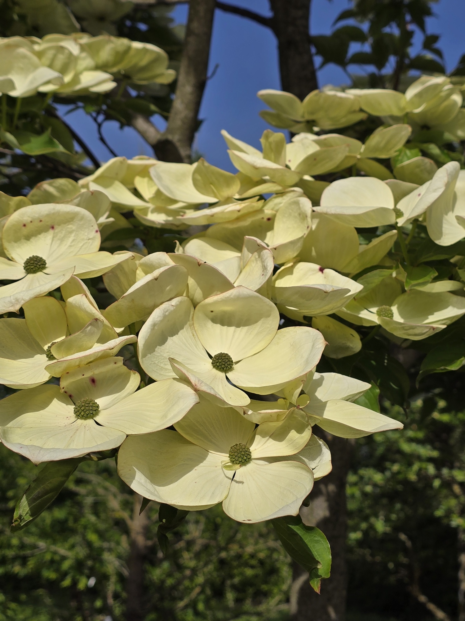 Ein besonderer Cornus kousa Bonsai!