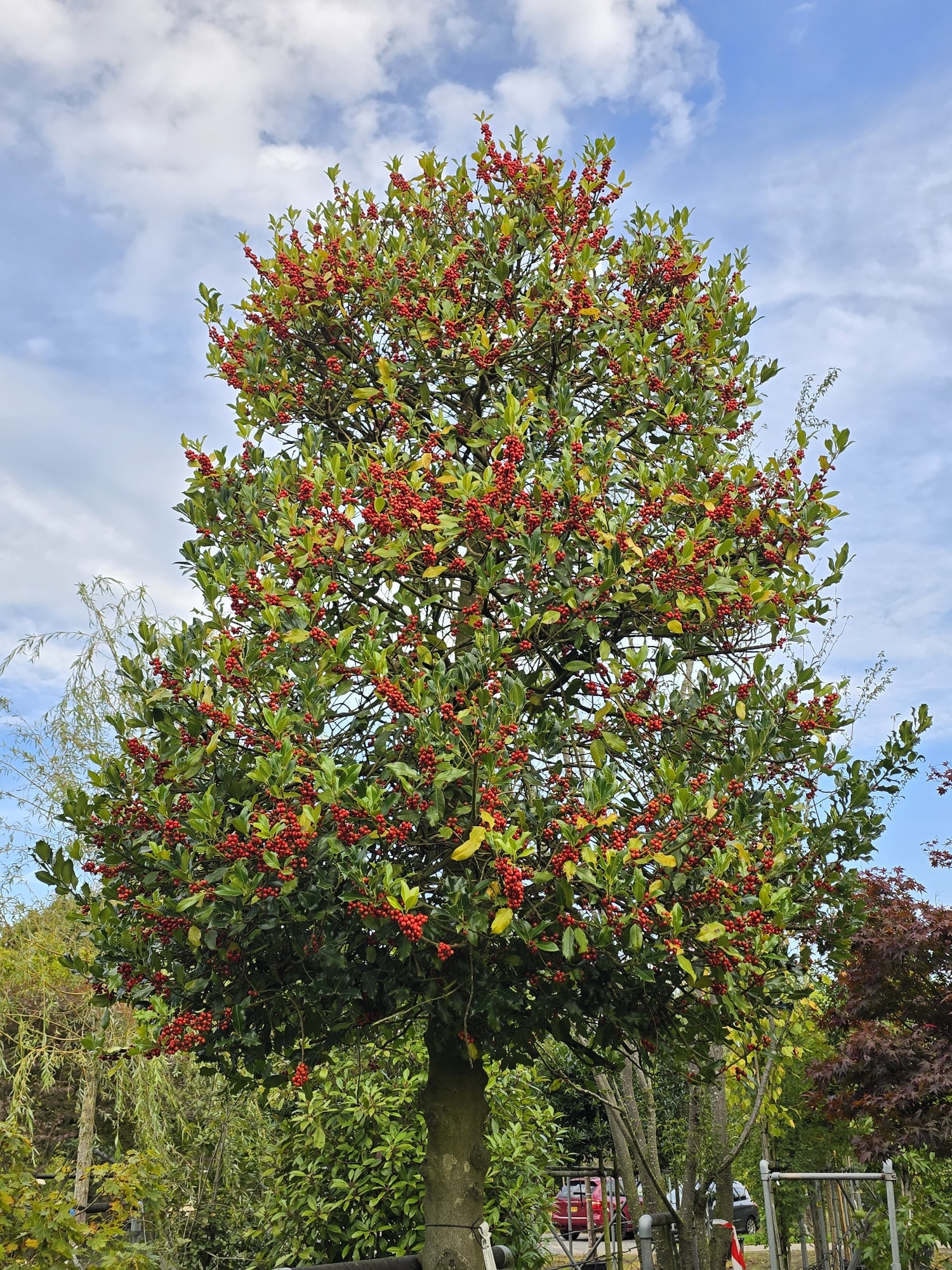 wie wirkt thuja Thuja occidentalis 'Smaragd' Konifere (Lebensbaum) | 100-120 cm mit  Wurzelballen
