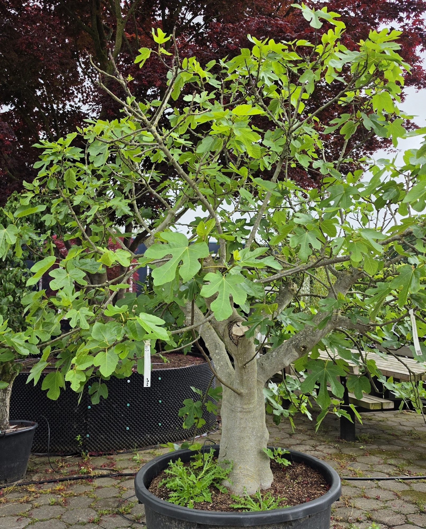 epipremnum pinnatum marble variegata pflege Epipremnum pinnatum variegata 'Marble' main image 0