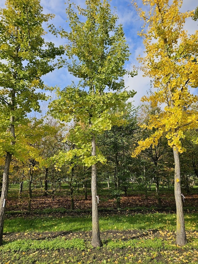 Japanischer Tempelbaum als Baum des Gedenkens.