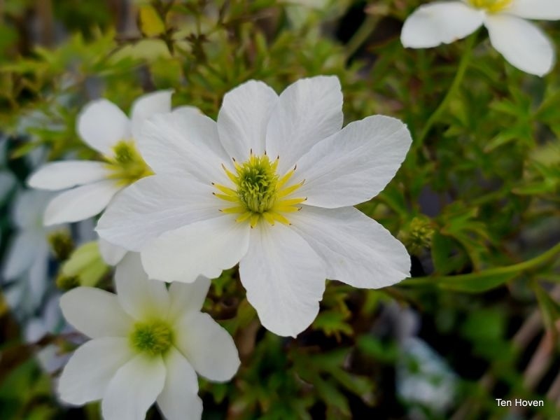 Clematis wintergroen, wintergroene clematis, clematis wintergroen kopen | Het Groene Paradijs Clematis wintergroen, wintergroene clematis, clematis wintergroen kopen | Het Groene Paradijs