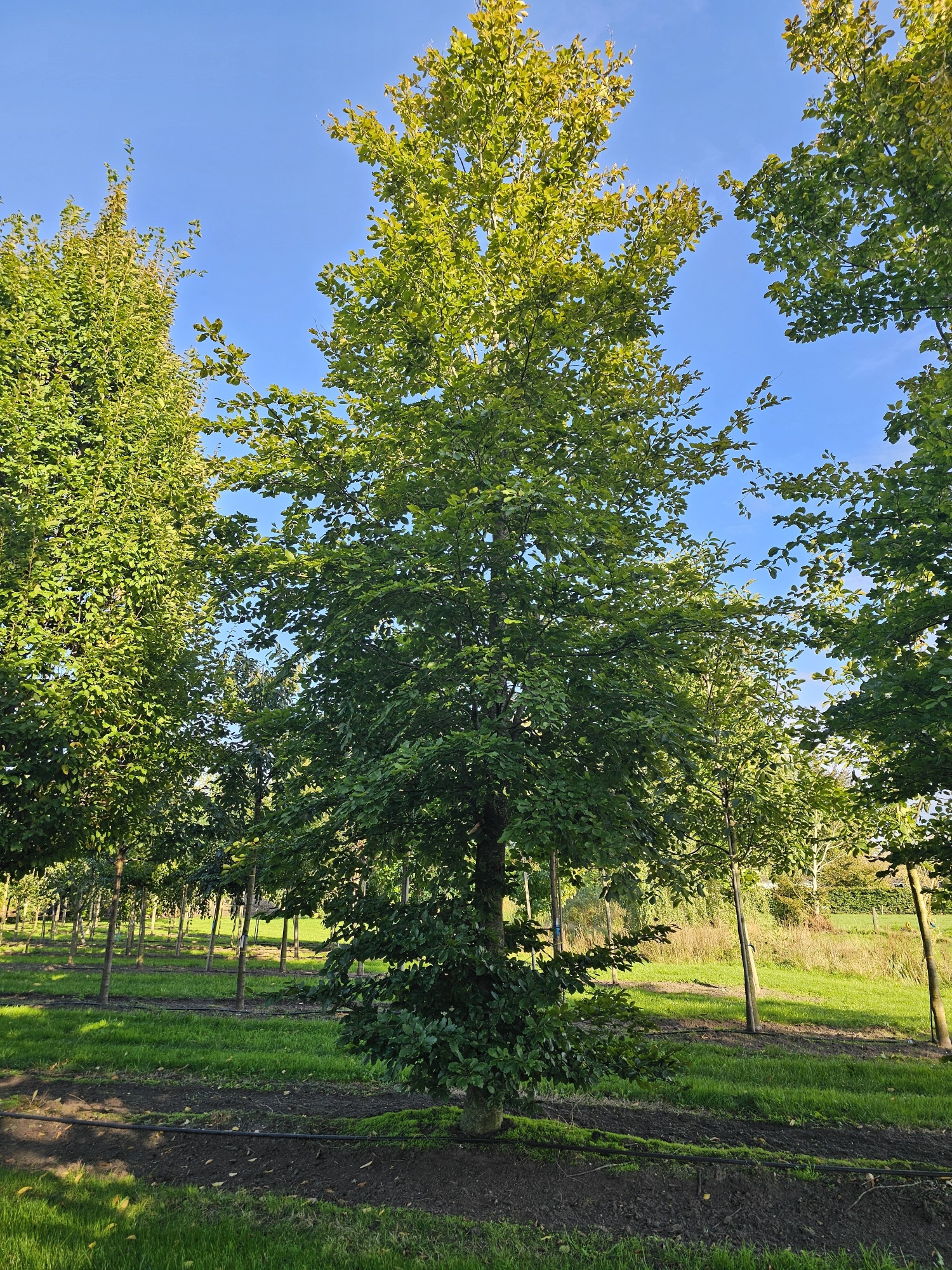 Fagus sylvatica, Rotbuche