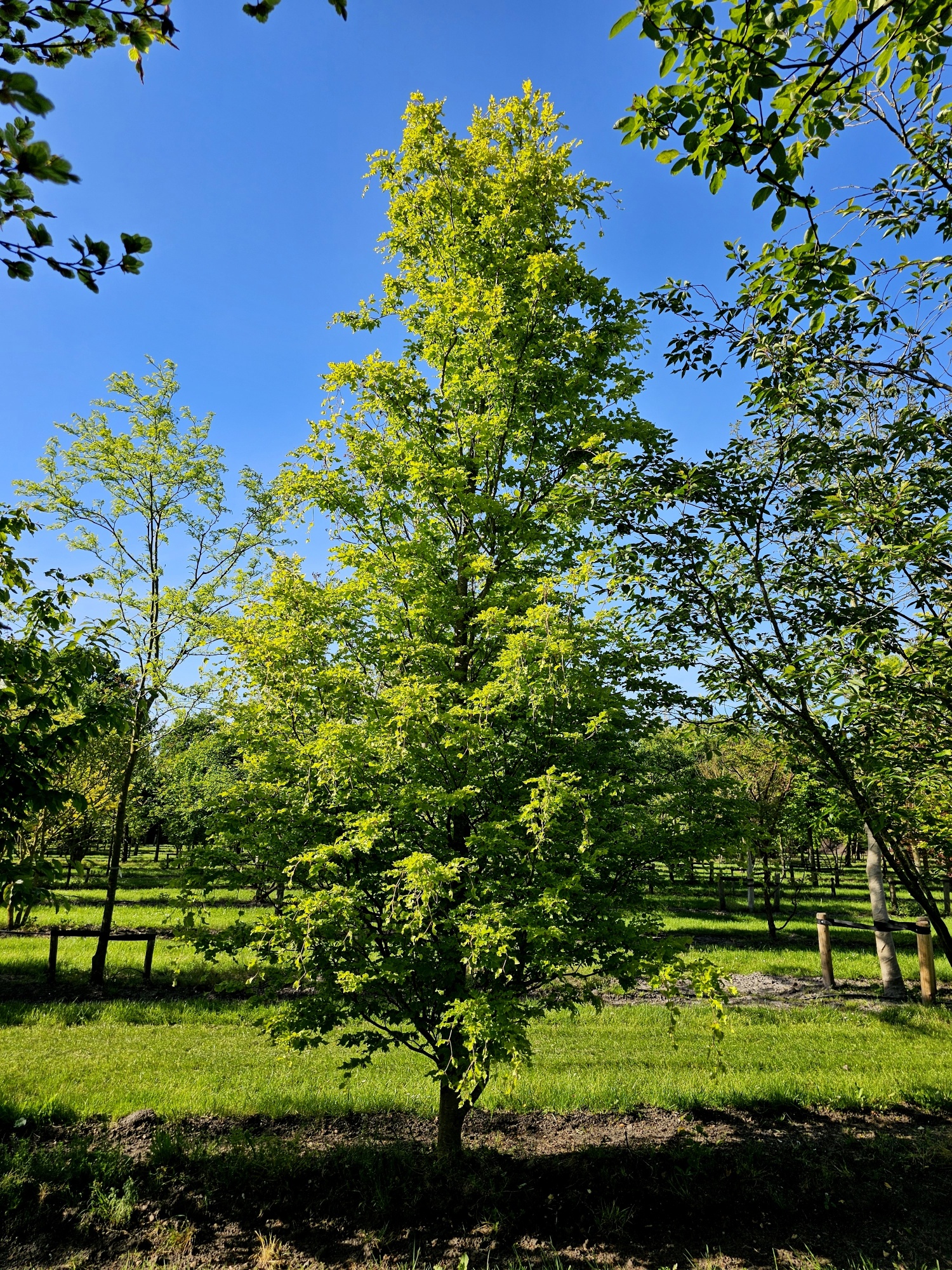 Beuk 'Rohan Gold', Fagus sylvatica 'Rohan Gold' kopen