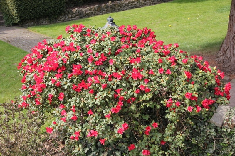 Azalea Rododendron 'Scarlet Wonder', Rhododendron 'Scarlet Wonder' kopen