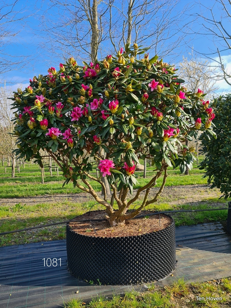 Rododendron 'Cosmopolitan', Rhododendron 'Cosmopolitan' kopen