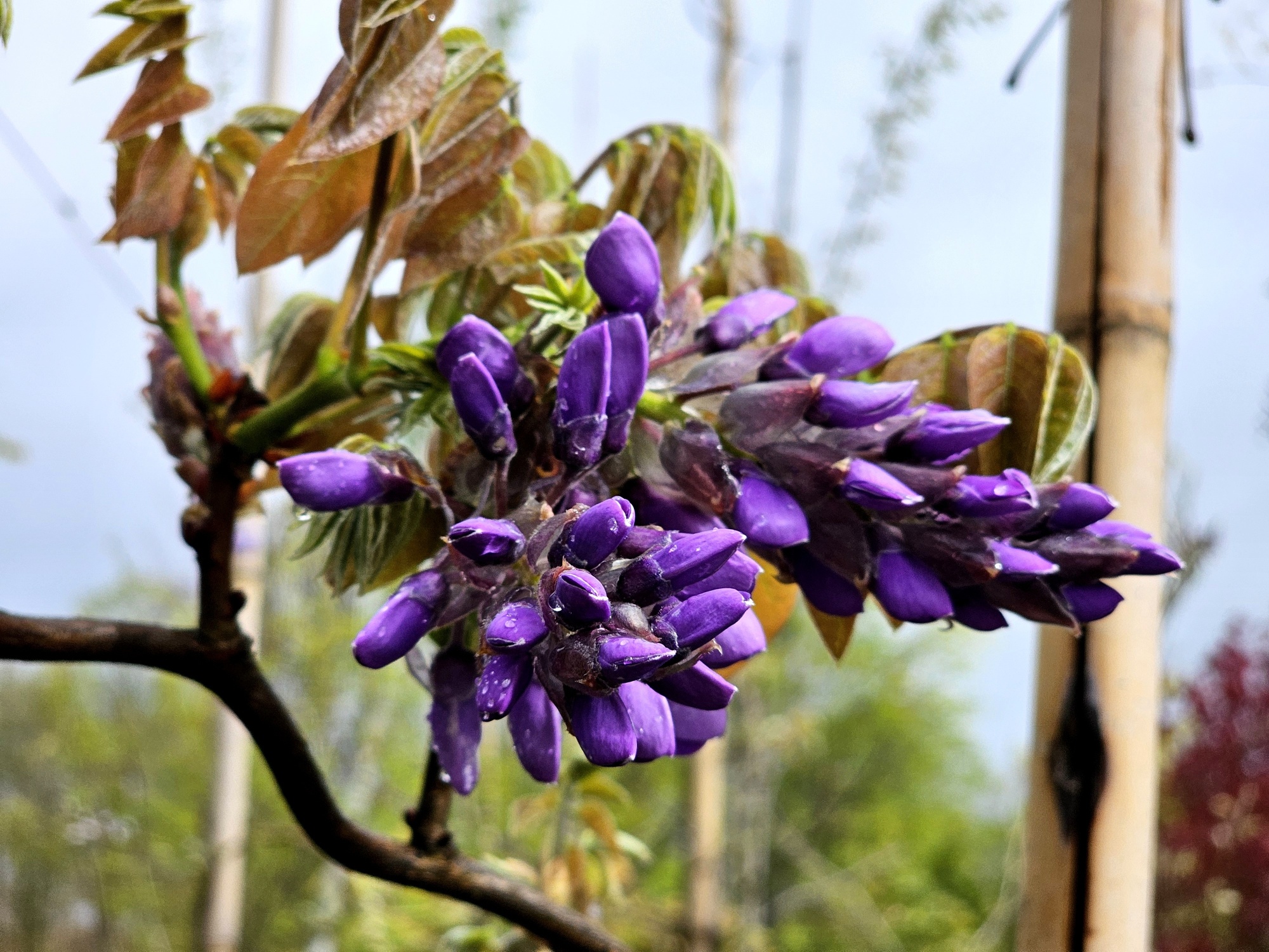 Paarse regen, Wisteria brachybotrys 'Yokohama Fuji' kopen