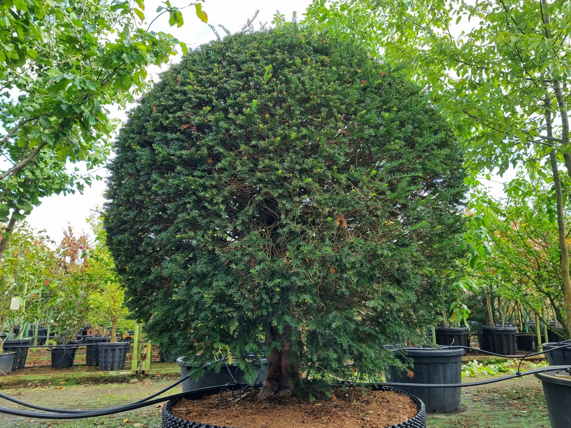 Taxus, Taxus baccata kopen