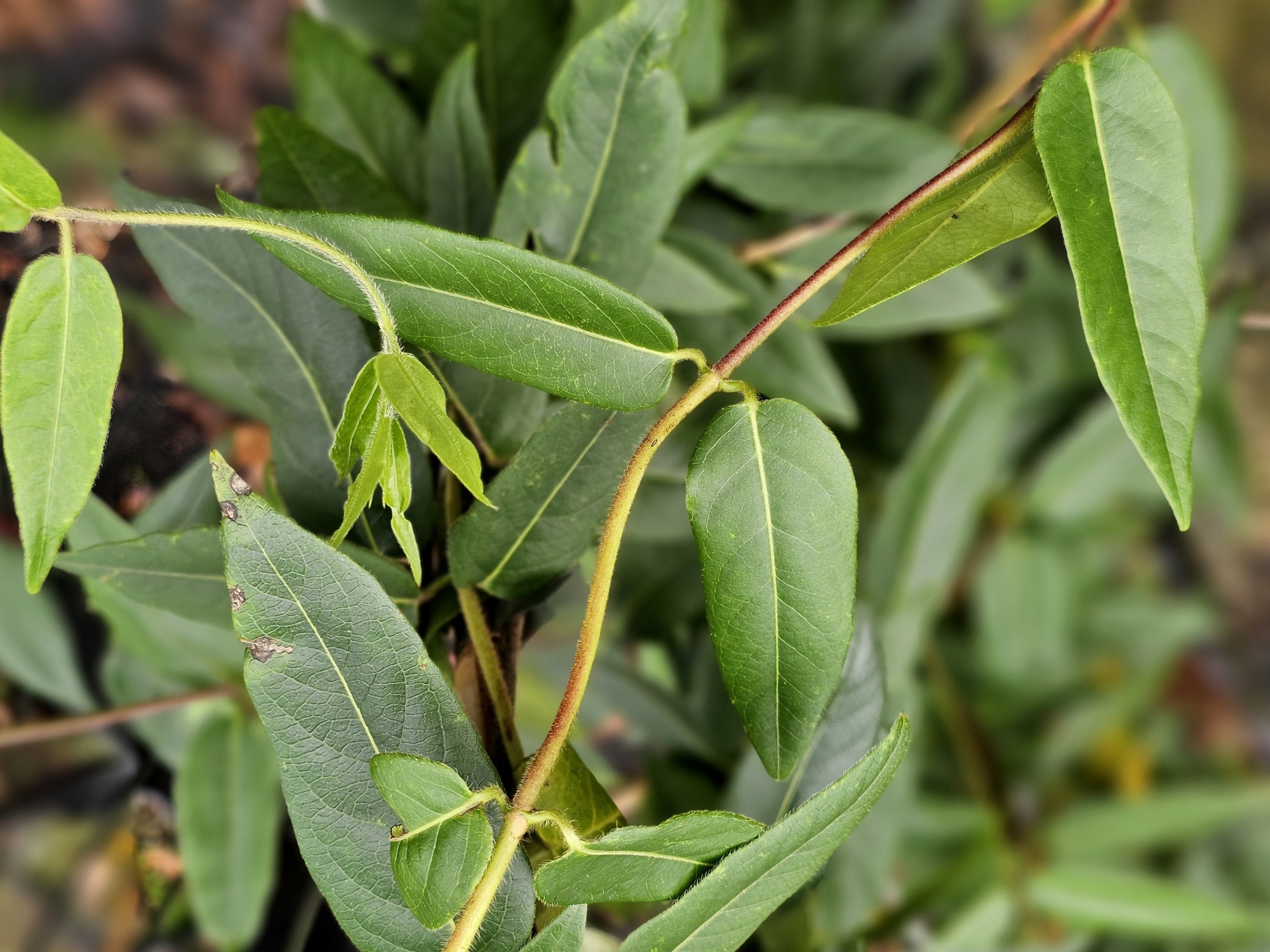 Biologische Kamperfoelie - Lonicera Henryi BIO