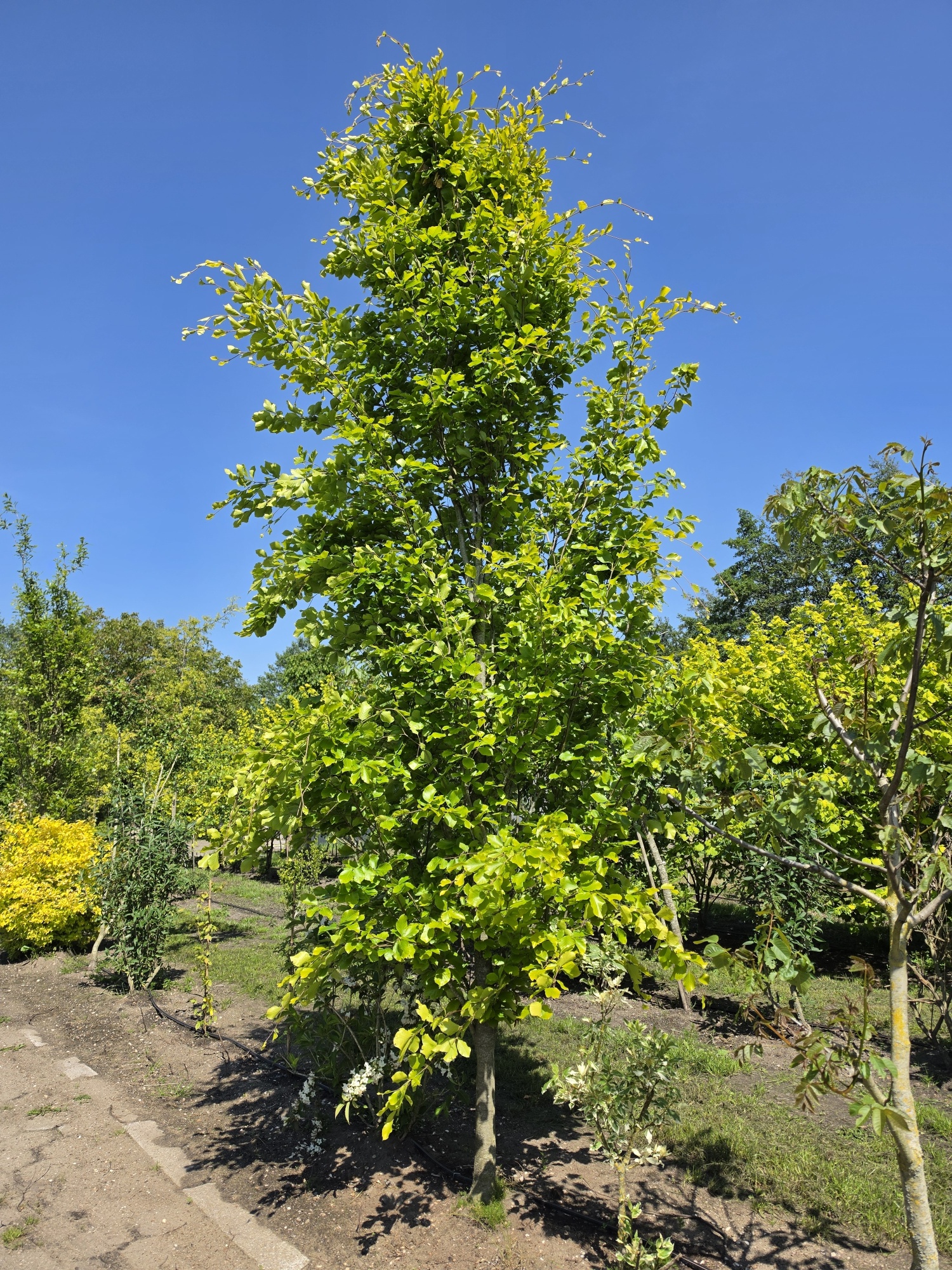 Fagus sylvatica 'Dawyck Gold' als einzeln stehende Sulenbuche