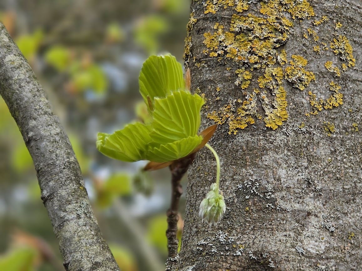 Fagus sylvatica 'Zlatia' ist eine exklusive Zchtung der Buche