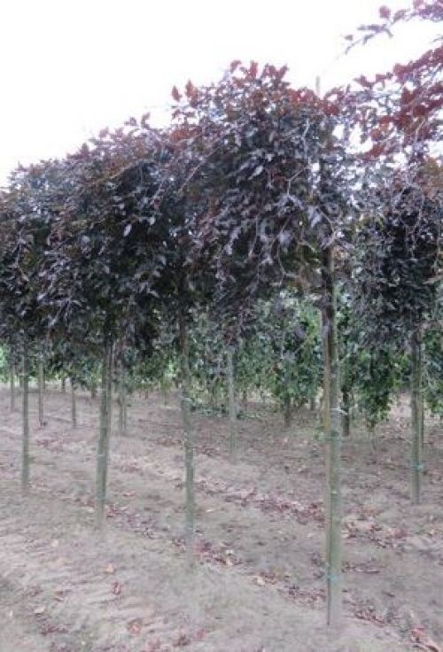 Rode Treurbeuk, kleinblijvend, Fagus sylvatica 'Rohan Weeping' kopen