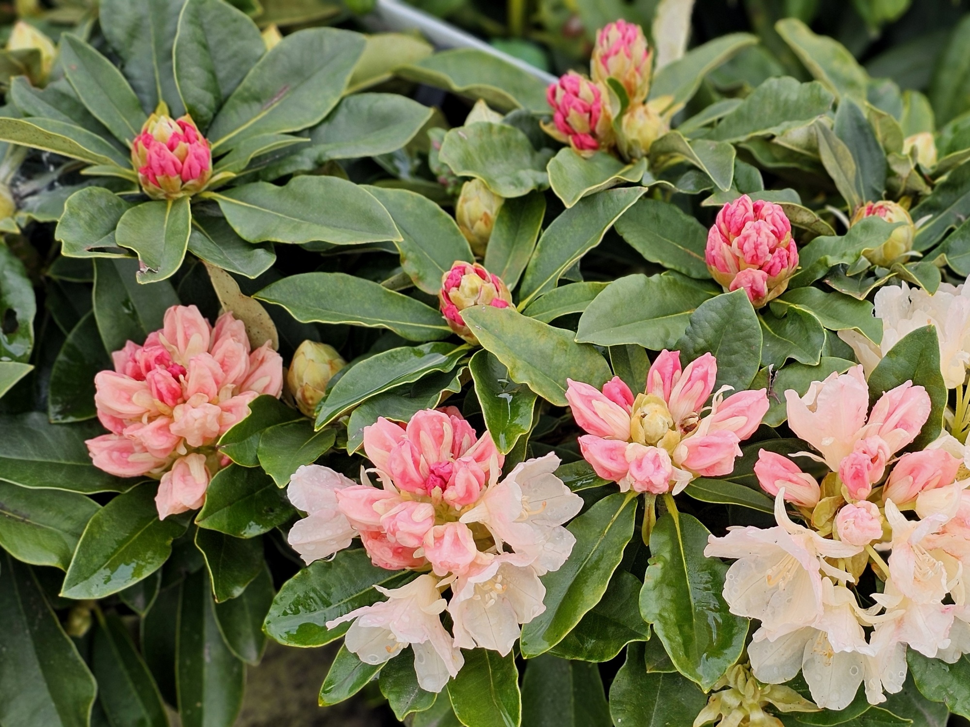 rhododendron zembla Nova Zembla Rhododendron main image 0