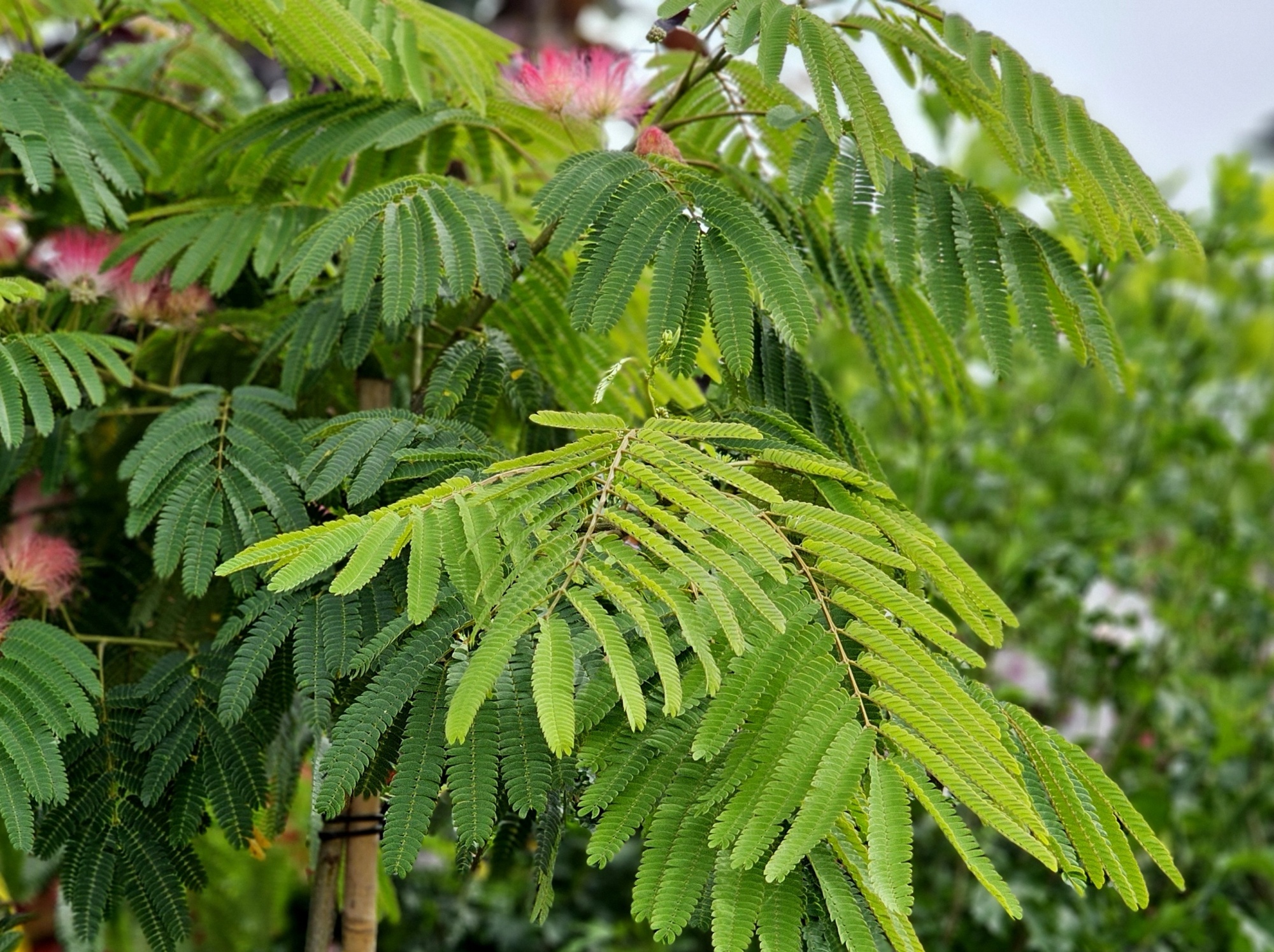 Perzische slaapboom kopen? Albizia julibr. Evi's Pride bij
