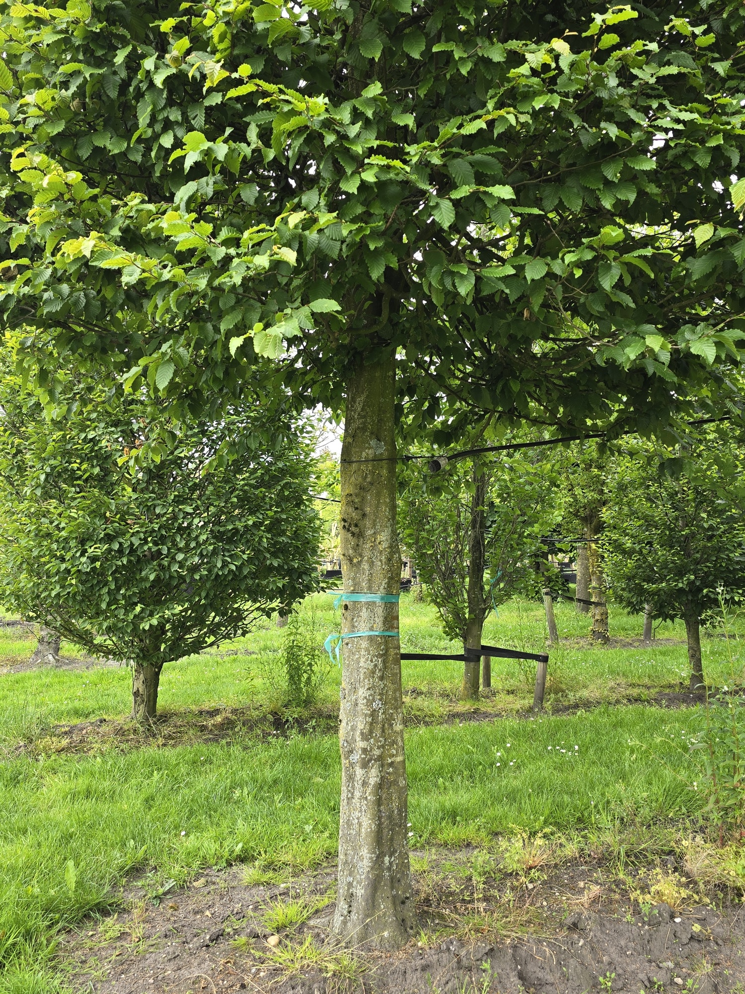 Carpinus betulus als besonderer Standardbaum