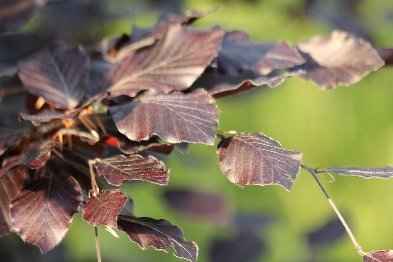 Rode Beuk 'Swat Magret', Fagus sylvatica 'Swat Magret' kopen