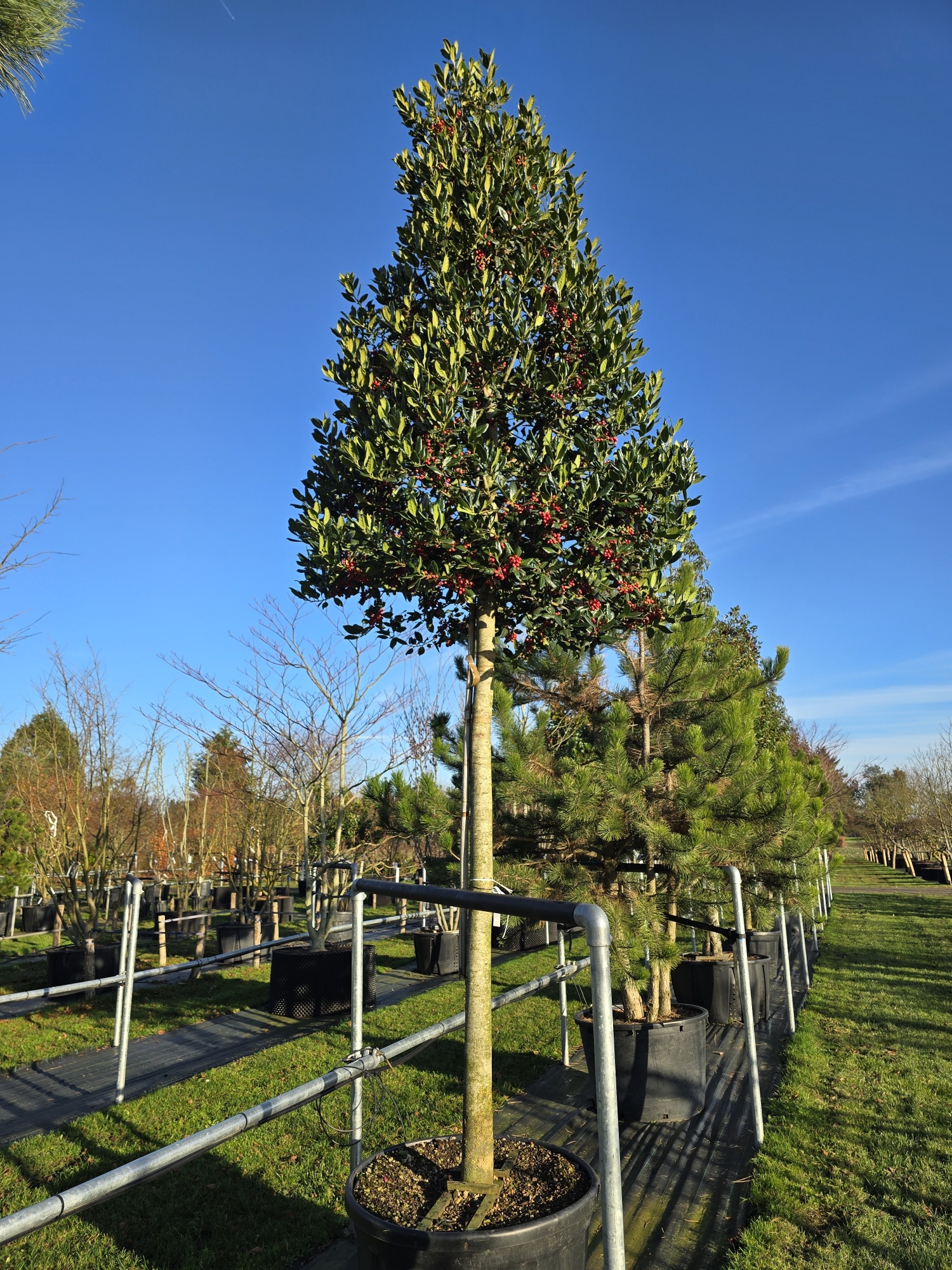 Illex Nellie R. Stevens als groen Baum kaufen