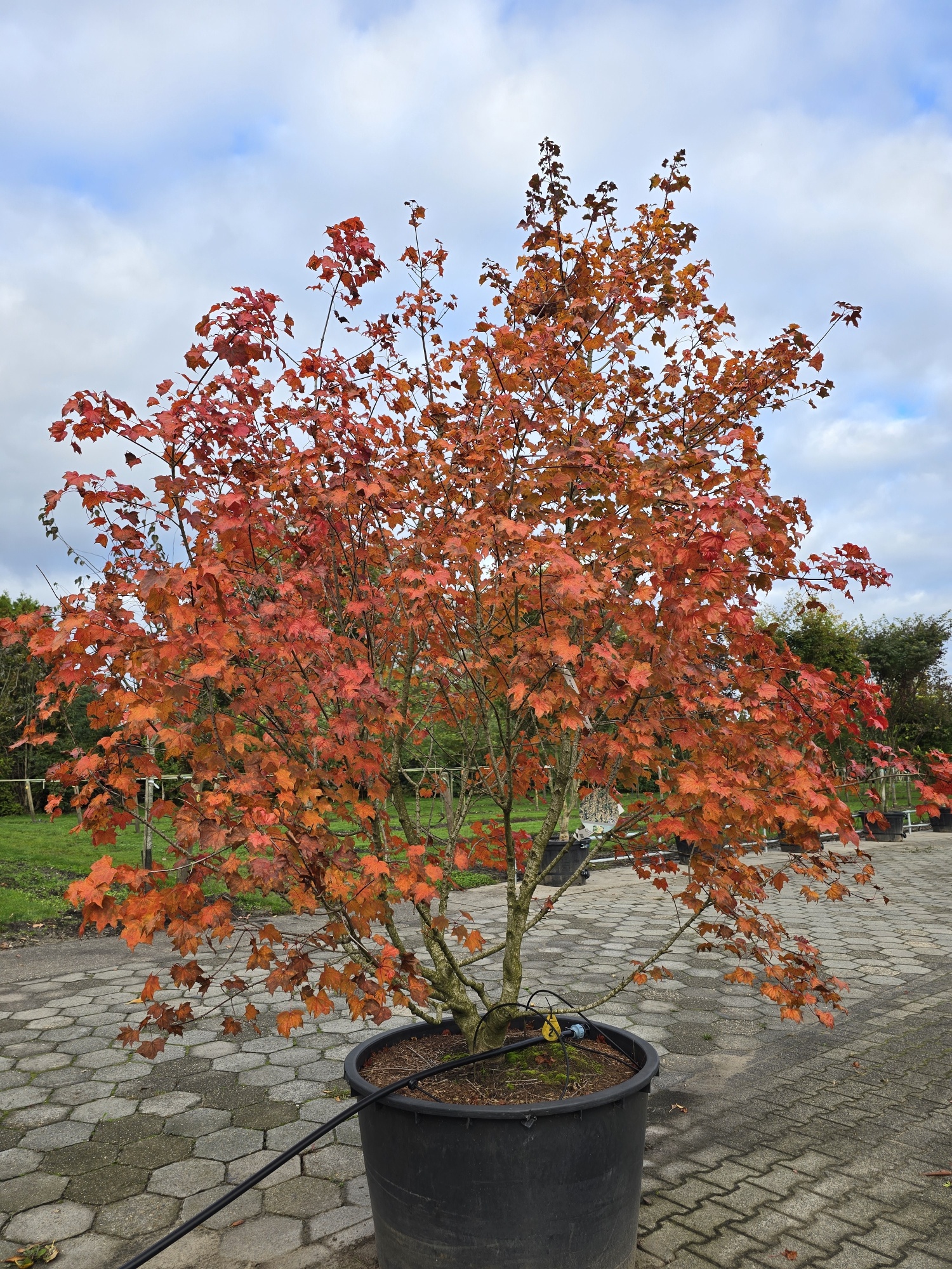 Een bijzondere dwerg esdoorn kopen? Bekijk onze bomen!