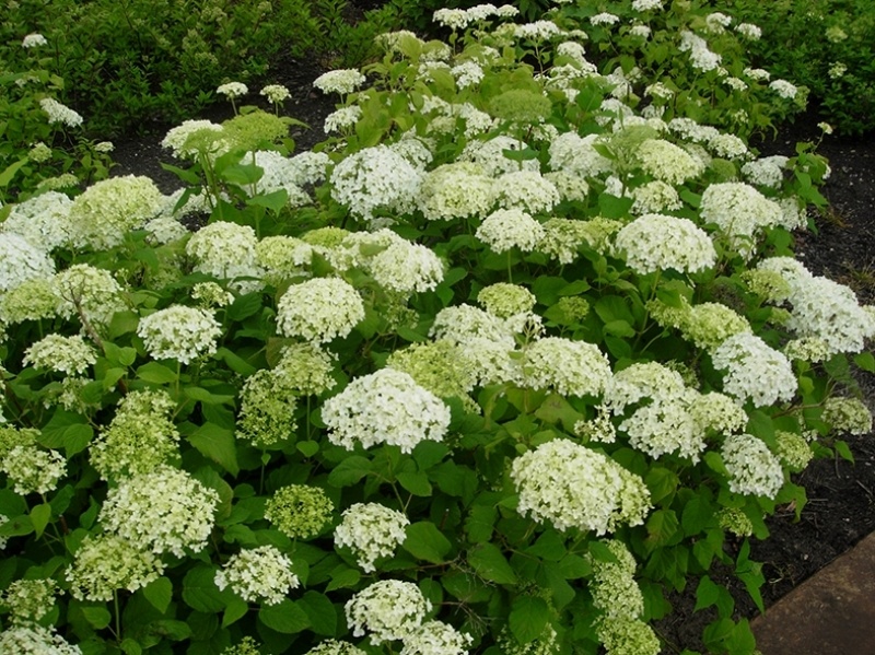 Amerikaanse Hortensia 'Annabelle', Hydrangea arborescens 'Annabelle' kopen