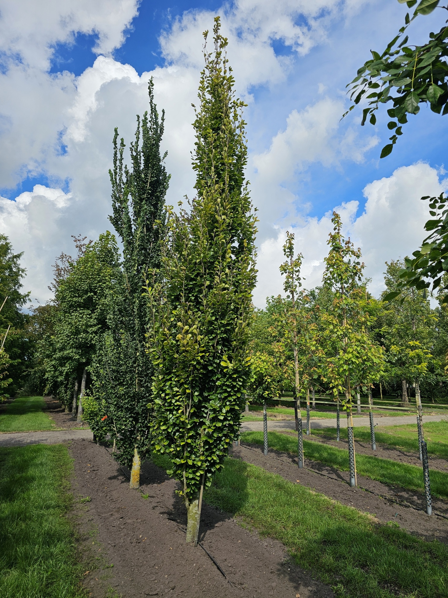 Fagus sylvatica 'Dawyck Gold' als sulenfrmige Solitrbuche